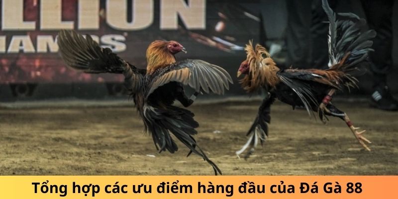 Tổng hợp các ưu điểm hàng đầu của Đá Gà 88 