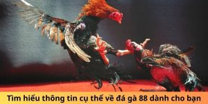 Đá Gà 88 - Trang Chủ Vàng Cá Cược Cho Các Tín Đồ Chọi Kê