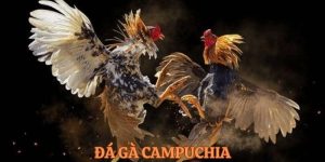 Đá Gà Campuchia - Hình Thức Giải Trí Đầy Kịch Tính